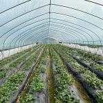 Vegetable Growth Plastic Film Greenhouse All Season Growing Agricultural