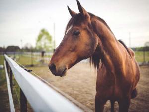 Wholesale Australia Hot dipped galvanized 1.8x 2.1m livestock used horse panels for sale from china suppliers