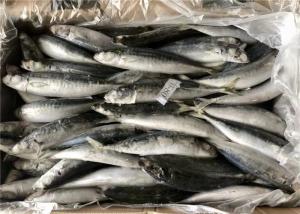Wholesale Purse Seine Catch 60g 70g Bulk BQF Frozen Fishing Bait from china suppliers