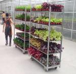 Heavy Duty Dutch Trolley Shelves