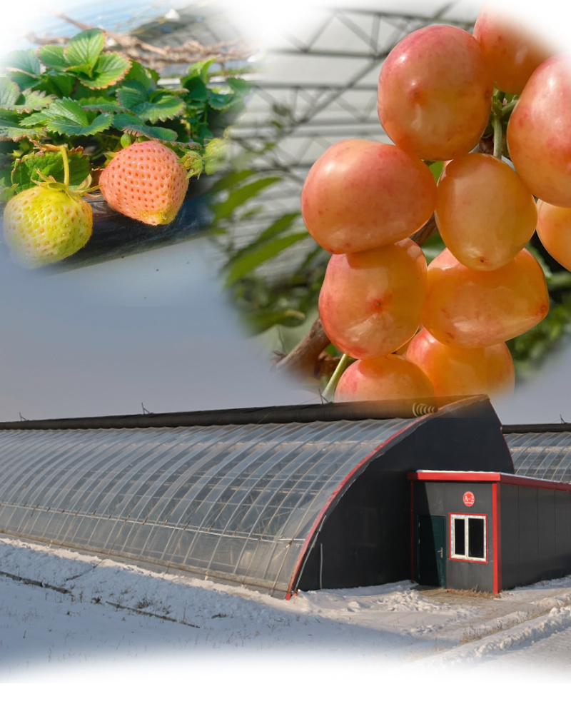 Tomato Cucumber Humidity Controlled Sunlight Greenhouse