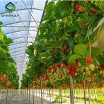 Single Span Commercial Greenhouse Kits Plastic Film Tunnel Greenhouse Stable