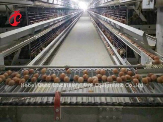 Fully Automatic 100 Chickens Poultry Battery Cage System H Type Hot Galvanized Adela