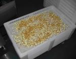 Food Grade Plastic Drying Trays For Drying Paintball / Softgel / Capsule with