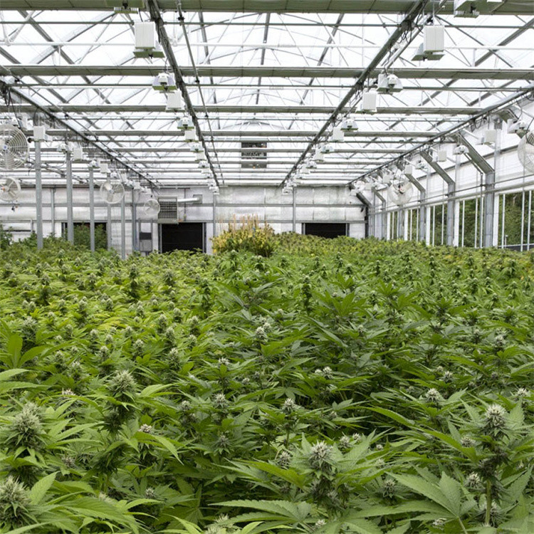 US Market Blackout Light Deprivation Tunnel Greenhouse Agriculture Single-Span Blackout Shading In Greenhouse
