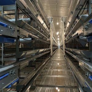 Wholesale 8 Degree Bottom Layer Chicken Cage Automated Battery Cage System Hi Hope from china suppliers