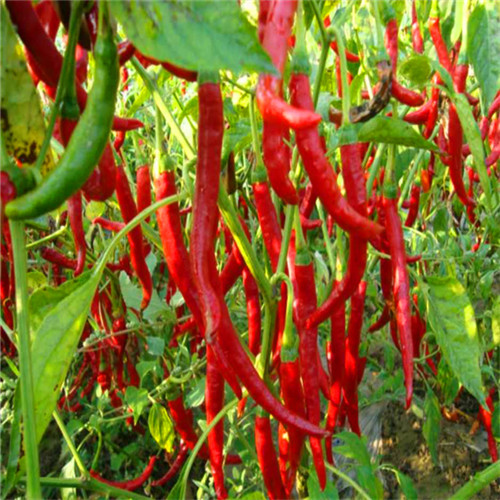 16CM Erjingtiao Dried Chilis No Pigment 8000SHU Whole Dried Red Chili Peppers